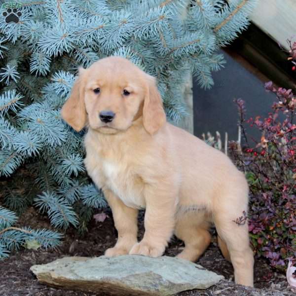 Jenny, Golden Retriever Puppy